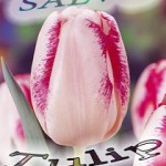 тюльпан 014