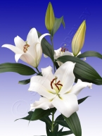 лілія замбесі