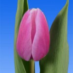 тюльпан 05