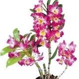 ОРХІДЕЯ ДЕНДРОБІУМ