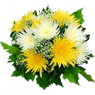 ХРИЗАНТЕМА