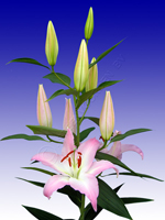 лілія великий Альберті