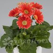 ГЕРБЕРА 69441 ПРИЙМАЮТЬСЯ заявки на всі сорти фірми ВІТРОФЛОРУ