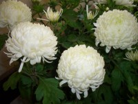 ХРИЗАНТЕМА КРУПНОКВІЛЬНА 24