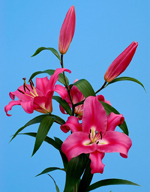 лілія Робіна