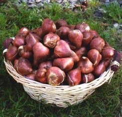 тюльпан 042 приймаються заявки на всі сорти