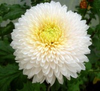 ХРИЗАНТЕМА КРУПНОЦВІТКОВА 18 ПІНГ ПОНГ ЗАЯВКИ ПРИЙМАЮТЬСЯ НА ВСІ СОРТИ