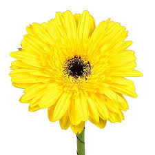 Гербера жовта