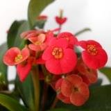 КВІТНИЙ МОЛОЧАЙ