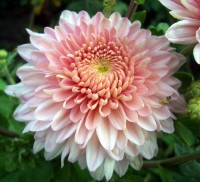 ХРИЗАНТЕМА КРУПНОЦВІТКОВА 20 елеона