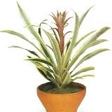 ДОМАШНИЙ АНАНАС