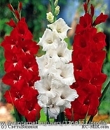 ГЛАДІОЛУС 04