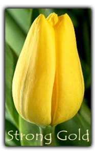 тюльпан стронг голд
