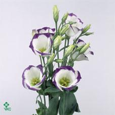 еустома 16 заявки приймаються на всі сорти