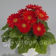 ГЕРБЕРА 69442 ПРИЙМАЮТЬСЯ заявки на всі сорти фірми ВІТРОФЛОРУ