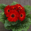 ГЕРБЕРА горшечна 69430 ПРИЙМАЮТЬСЯ заявки на всі сорти фірми ВІТРОФЛОРУ