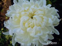 ХРИЗАНТЕМА КРУПНОЦВІТКОВА 22