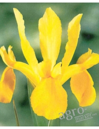 іоріс жовтий