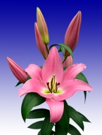 лілія тибледанце