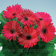 ГЕРБЕРА горшечна 65425 ПРИЙМАЮТЬСЯ заявки на всі сорти фірми ВІТРОФЛОРУ