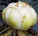 Посадковий матеріал