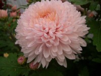 ХРИЗАНТЕМА КРУПНОЦВІТКОВА 15 ЗАЯВКИ ПРИЙМАЮТЬСЯ НА ВСІ СОРТИ