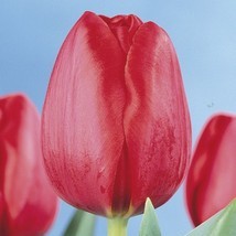 тюльпан акрополіс