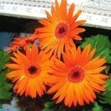 Гербера Помаранчева