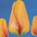 тюльпан 04