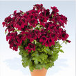 ПЕЛАРГОНІЯ АНГЛІЙСЬКА АБО КОРОЛІВСЬКА DARK RED
