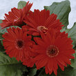 ГЕРБЕРА 69437 ПРИЙМАЮТЬСЯ заявки на всі сорти фірми ВІТРОФЛОРУ