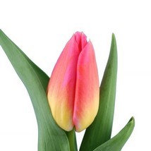 тюльпан 20115