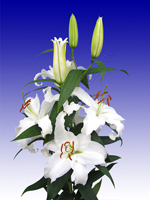 лілія сиберія