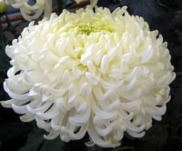 ХРИЗАНТЕМА КРУПНОЦВІТКОВА 19