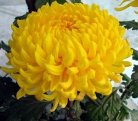 ХРИЗАНТЕМА КРУПНОЦВІТКОВА 14 СНОВДОН ЯЛИН