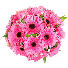 Гербери рожеві