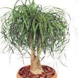 БОКАМЕЯ АБО НОЛІНА