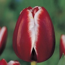 тюльлан лен ван де марк