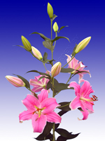 лілія сорбону