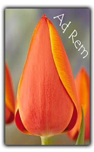 тюльпан Пекло рем приймаються заявки на всі сорти