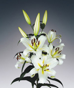 TIME OUT ПРИЙМАЮТЬСЯ ЗАЯВКИ НА ВСІ СОРТИ