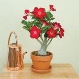 АДЕНІУМ-ЮХІД