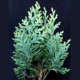 КІМНАТНА ТУЯ