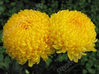 ХРИЗАНТЕМА КРУПНОЦВІТКОВА 30 КРЕМІСТ ГОЛД