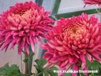ХРИЗАНТЕМА КРУПНОЦВІТКОВА 23