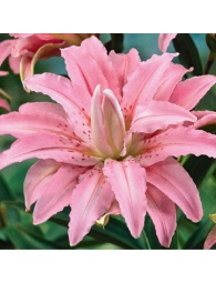 лілія 028 ПРИЙМАЮТЬСЯ ЗАЯВКИ НА ВСІ СОРТИ