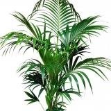 ПАЛЬМА ГОВЕЯ