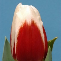 тюльпан Роман-Емпайре приймаються заявки на всі сорти