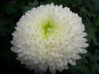 ХРИЗАНТЕМА КРУПНОЦВІТКОВА 16 ЗЕМБЛА БІЛА ПРИЙМАЮТЬСЯ ЗАЯВКИ НА ВСІ СОРТИ