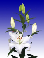 лілія робін ван гален